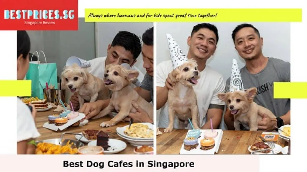 Sun Ray Café - Best Dog Cafe in Singapore, 10 Best Dog Cafes In Singapore, Where can I take my dog in Singapore?, Can you go to a dog cafe without a dog?, Can I take my dog to a coffee shop?, Dog cafe Singapore price, Dog-Friendly Cafes Restaurants in Singapore, Are dog cafes a thing?, How does a dog cafe Work?, sun ray cafe menu, sunray cafe review, sun ray cafe reservation, sun ray cafe instagram, sunray cafe food, sun ray cafe owner, sunray food, dog cafe serangoon garden,