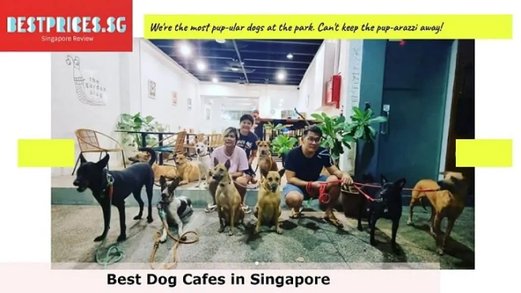 Dog cafe Singapore price, dog cafe singapore with resident dogs, best dog cafe singapore, pet cafe near me, we are the furballs price, ulu ulu pet cafe, dog cafe singapore near me, dog cafe east, indoor dog friendly cafes Singapore, dog-friendly cafe, the garden slug review, the garden slug kovan, The Garden Slug Petite,