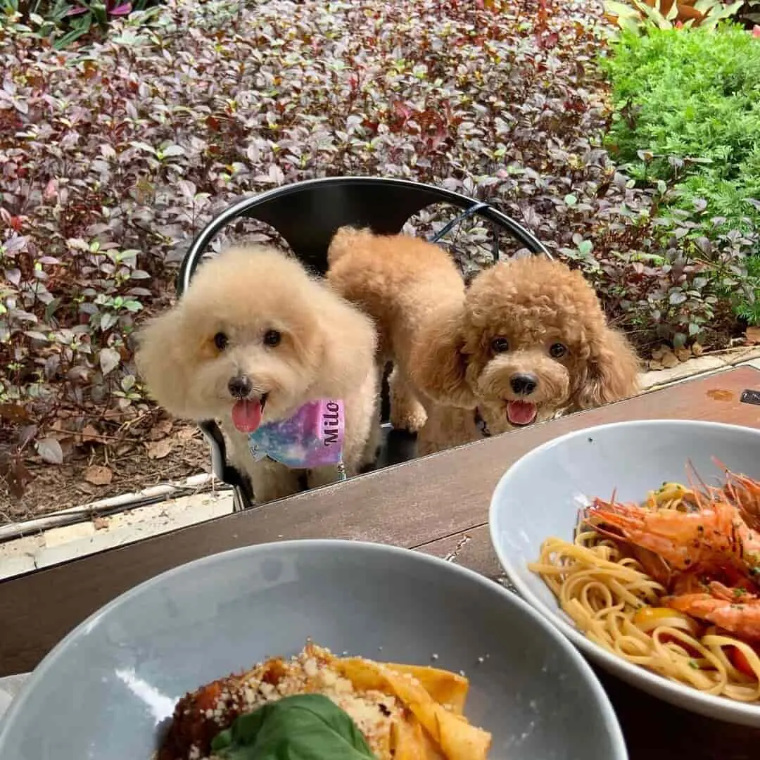 singapore botanic garden places to eat