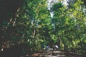 Bukit Timah Nature Reserve is part of the List of Nature Reserves Parks in Singapore, List of Nature Reserves Parks Singapore, Which park is the best in Singapore?, parks and nature reserve, Where can I enjoy nature in Singapore?, nature reserve parks, nature parks Singapore, nature trails Singapore, national park Singapore, best Singapore parks,