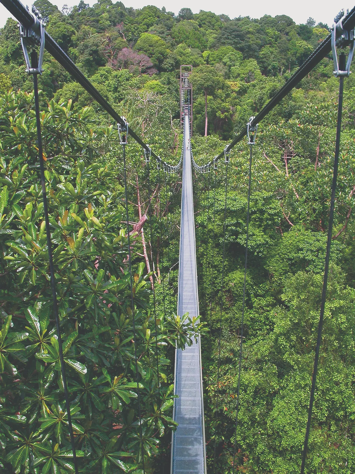 Central Catchment Nature Reserve is 10 Nature Parks & Nature Reserves To Visit In Singapore Now