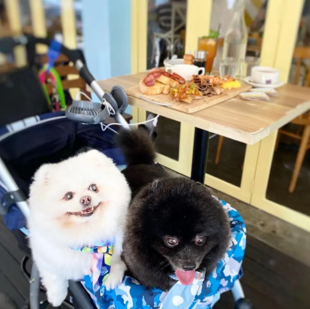 W39 Bistro & Bakery is top 10 Pet-Friendly Cafes in Singapore to Take Your Pets With You Fur A Pawsome & perfect Date, Guide to Dog Cafes & Restaurants in Singapore, 10 Best Dog Cafes In Singapore, Where can I take my dog in Singapore?, Can you go to a dog cafe without a dog?, Can I take my dog to a coffee shop?, Dog cafe Singapore price, 10 Best Dog Cafe in Singapore for a Pawsome Time, 10 Best Dog-Friendly Cafes and Restaurants in Singapore, Are dog cafes a thing?,Are pet cafes cruel?,How does a dog cafe Work?, w39 menu,w39 owner,w39 drink menu,w39 instagram,w39 promo code,w39 review,
w39 bistro menu,jalan mas puteh food,