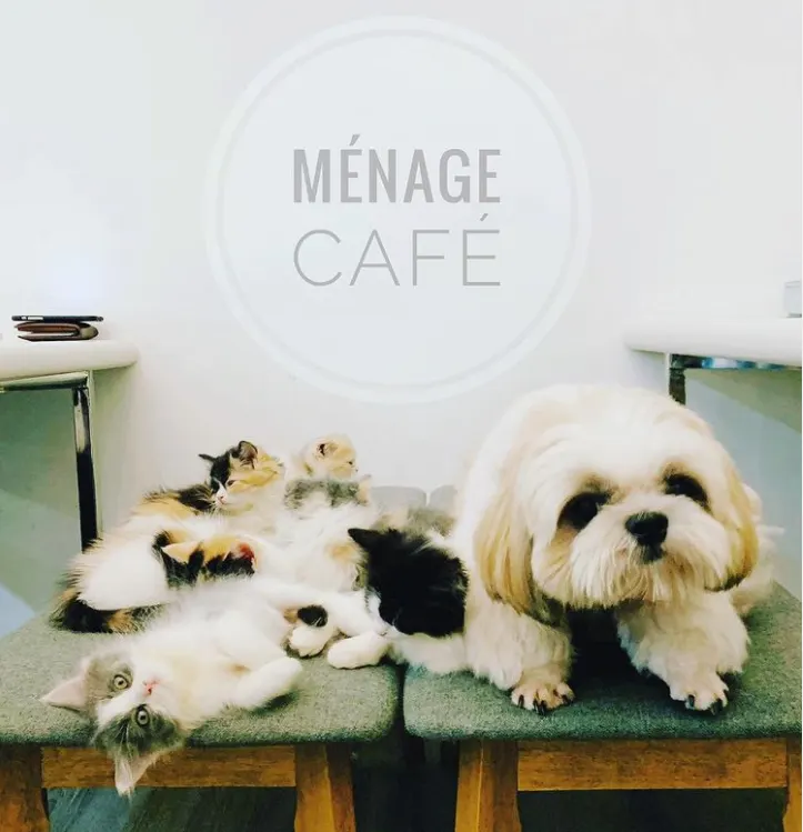 Menage Café is 10 Pet-Friendly Cafes In Singapore With Food For Both You and your pet, 10 Best Dog Cafes In Singapore, Where can I take my dog in Singapore?, Can you go to a dog cafe without a dog?, Can I take my dog to a coffee shop?, Dog cafe Singapore price, 10 Best Dog Cafe in Singapore for a Pawsome Time, 10 Best Dog-Friendly Cafes and Restaurants in Singapore, Are dog cafes a thing?,Are pet cafes cruel?,How does a dog cafe Work?,
